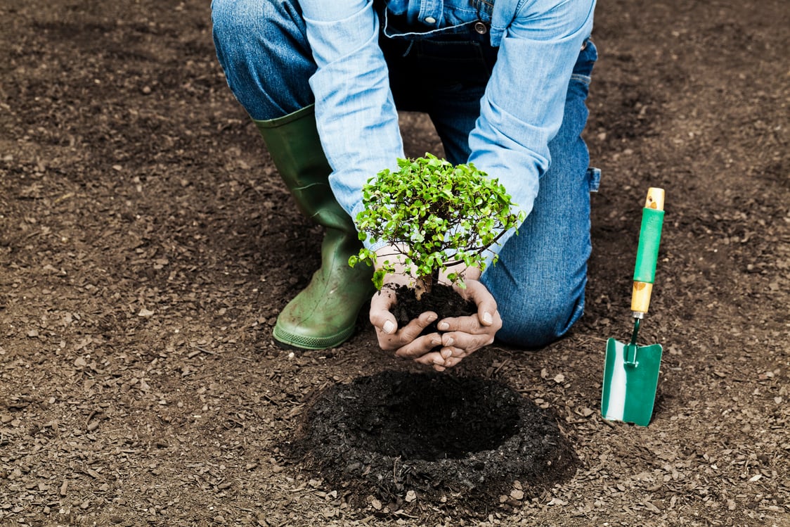 Planting tree